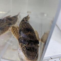 カマツカ 10〜15cm程度