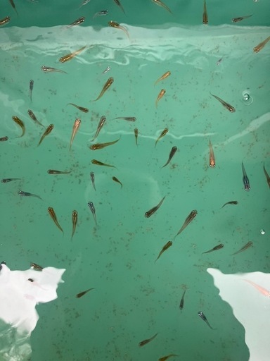 ミックスメダカ700匹