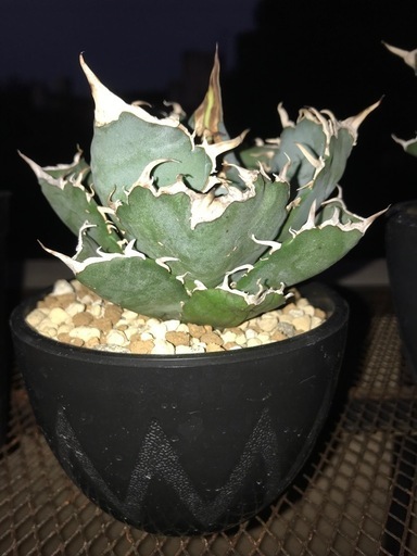アガベ、植物、多肉植物