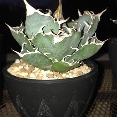 アガベ、植物、多肉植物の画像