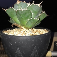 アガベ、植物、多肉植物の画像