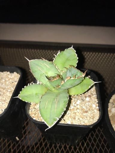 アガベ、植物、多肉植物