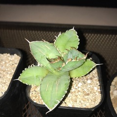 アガベ、植物、多肉植物の画像