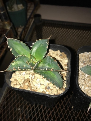 アガベ、植物、多肉植物