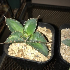 アガベ、植物、多肉植物の画像