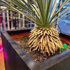 【愛品館八千代店】観葉植物　ユッカ・ロストラータの画像