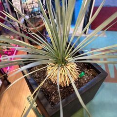 【愛品館八千代店】観葉植物　ユッカ・ロストラータの画像