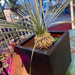 【愛品館八千代店】観葉植物　ユッカ・ロストラータの画像
