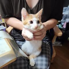 3ヶ月のオス猫です！