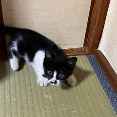 里親募集、人懐こく元気です。
