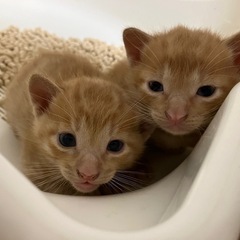 保護猫ちゃん2匹