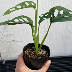 マドカズラ　観葉植物