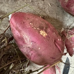 訳あり富山県南砺市産　赤土栽培無農薬べにはるか20kg