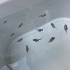 ダルマメダカ　お取引中の画像