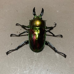 ニジイロクワガタ　ピカール　ペア