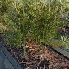 ブルーベリー大苗④ (コロンバス)