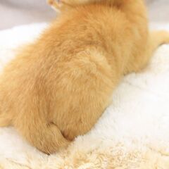10月9日野良猫の子猫を保護しました【茶トラ】ジャパニーズボブテイルの男の子 - 里親募集