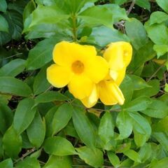 心、身体の対応力、柔軟性が、大事だと感じている男女仲間募集🌟