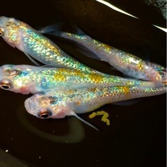 ❗️めだか❗️ユリシス❗️1匹300円❗️の画像