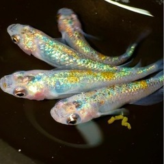 ❗️めだか❗️ユリシス❗️1匹300円❗️の画像