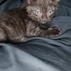 仔猫ちゃん雄