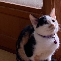 三毛猫 1号 生後4ヶ月