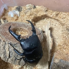 パラワンオオヒラタクワガタペア (わ) 長岡の野球の中古あげます
