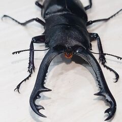 ギラファノコギリクワガタ　ペア
