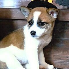 背中にハートの模様を背負っているのんびり屋さんの女の子『かきたん』♀