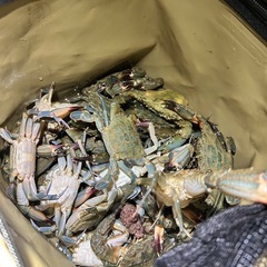 🦀カニ🦀の画像