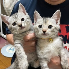 「飼い主様決まりました」姉妹猫ちゃん2カ月