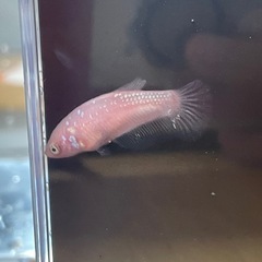 ベタ　　
