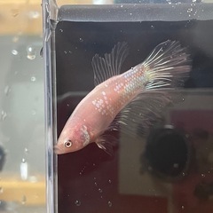 ベタ　待望のオスデルタ