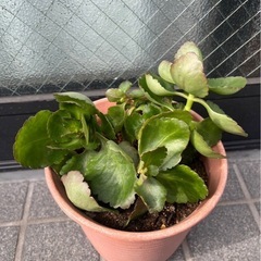 カランコエ