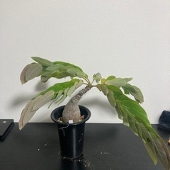 フィランサスミラビリス　塊根植物　観葉植物