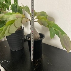 フィランサスミラビリス　塊根植物　観葉植物の画像