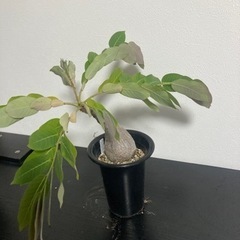 フィランサスミラビリス　塊根植物　観葉植物の画像