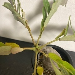 フィランサスミラビリス　塊根植物　観葉植物の画像