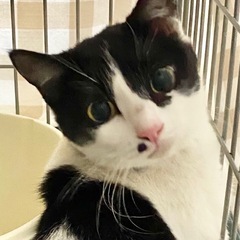 至急里親さんを探しています！