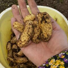 生の落花生🥜