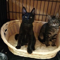 くろねこ♡キジねこ
