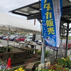 🩵新企画❣️わいわい市★昆虫サンタさんによるプレゼントとメダカすくいなどのご案内【社会貢献の一貫として子供食堂にメダカ塗り絵&クレヨンをプレゼントする活動をしています】 - イベント