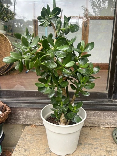 金の成る木☆70cmの大株