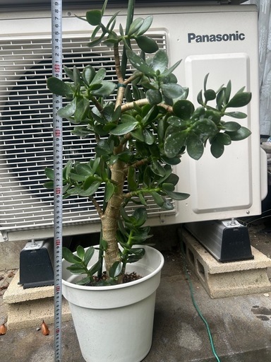 金のなる木　大株　鉢付き　高さ77㌢　横60㌢ 金のなる木 大株 鉢付き 高さ77㌢ 横60㌢ 観葉植物 金のなる木 斑入り