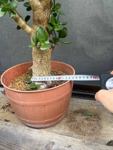 金の成る木☆80cm程ある大株