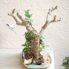 枯れ木の盆景の画像