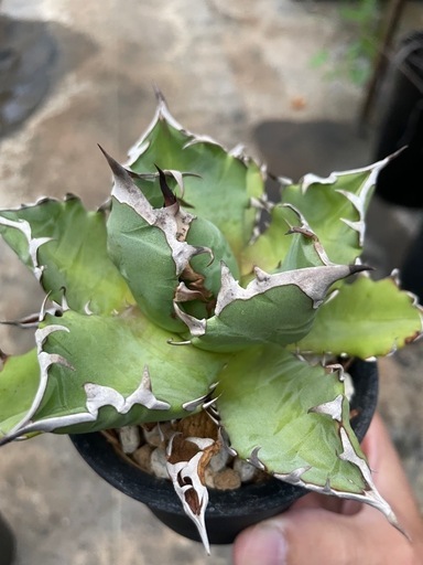 アガベ　チタノタ　姫厳龍　台湾株