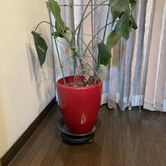 モンステラ　観葉植物 約80㎝