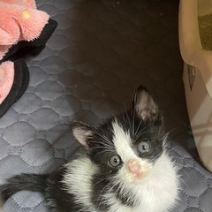まるまる子猫ちゃん💕💕生後１ヶ月兄妹 です‼️