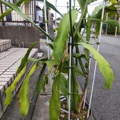 月下美人の画像